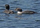 20070905 057 Common Loons 1st fam (11-12 weeks).jpg