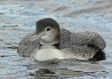 20070831 038 common loon 3rd fam 10 - 11 weeks.jpg