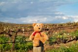 I decided to visit local vineyards...