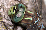 --9--J--0598-libellule