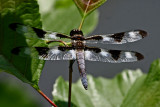 IMG_9831-libellule--900.jpg