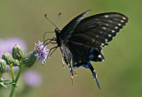 IMG_8663-papillon-900.jpg