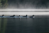 IMG_2399--matin-900.jpg