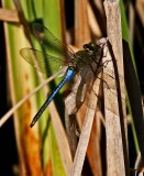 IMG_4267-libellule.jpg
