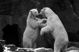 polar bear dance 3