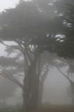 Pacific Grove Cemetary 10