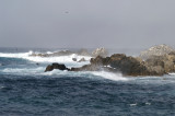 Pacific Grove/Asilomar 13