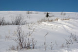 Winter - Pippy Park 002