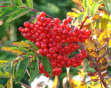 Fall Close-ups 038