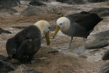 nests are built on areas of lava with boulders and sparse vegetation