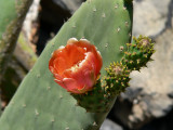 Prickly Pear.