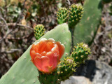 Prickly Pear.