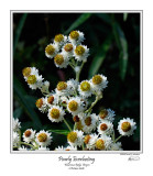 Pearly Everlasting.jpg