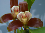 Lycaste xantocheila, flowers 8-9 cm