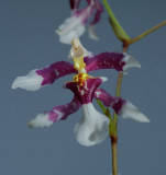 Oncidium incurvum, flower 1½ cm