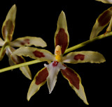 Oncidium aurarium, about 5 cm