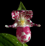 Cypripedium guttatum, vanaf Belarus tot in Alaska