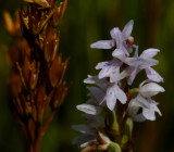 Elodes op de Veluwe