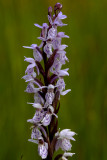 Tengere heide orchis, D.maculata var. elodes
