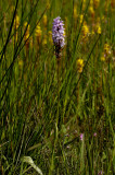 Tengere heide orchis, D.maculata var. elodes