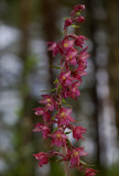 Bruinrode wespenorchis, Epipactis atrorubens, Noord Europa (Estonia)