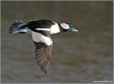Male Bufflehead 11