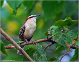 Rufous-naped Wren 1