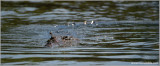 American Crocodile 1