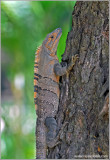 Spiny Tailed-Iguana 1