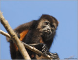 Howler Monkey