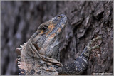 Black Spiny Tailed-Iguana 2