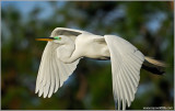 Great Egret 16