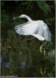 Snowy Egret 1