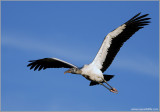Woodstork 4