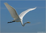 Great Egret 17