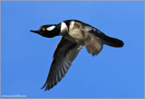 Hooded Merganser Male 4