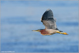 Green Heron 13
