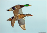 Mallard Couple 23