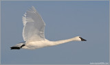 Trumpeter Swan 6