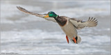 Male Mallard 25