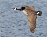 Canada Goose 11
