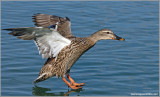 Female Mallard 27