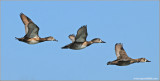 Ring-necked Ducks 1