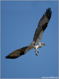 Osprey 28