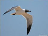 Black Faced Gull 2