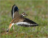 Killdeer 7