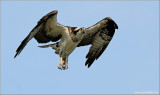 Osprey 33