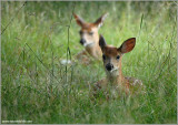 Deer in the weeds 15