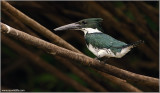 Amazon Kingfisher re-edit #3