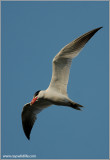 Caspian Tern 14